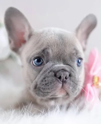 Bulldog francês