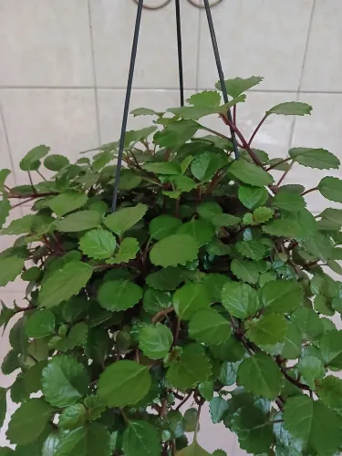 Planta da Prosperidade (Dólar)