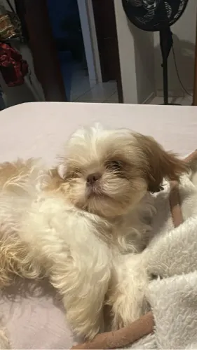Shoh-tzu macho 3 meses