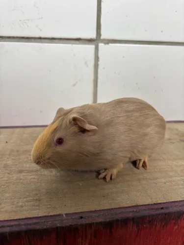 Filhotes de Porquinho da índia