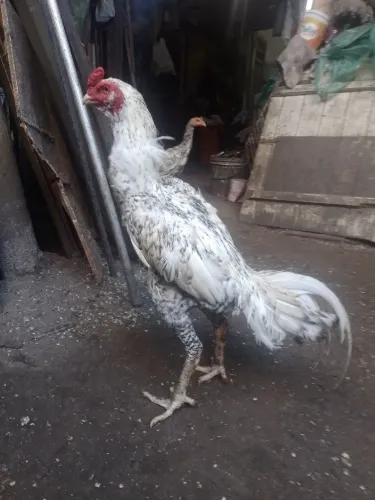 Galos de Raça Venda