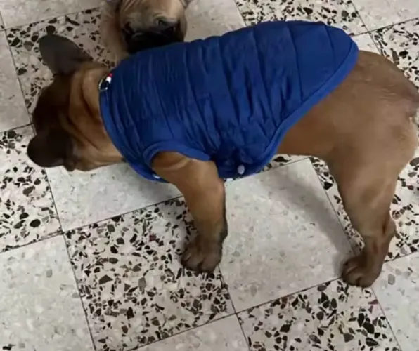 Jaqueta cão