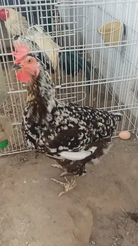 Galinha GSB
