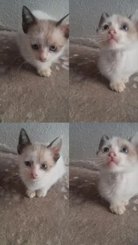 Adoção RESPONSÁVEL 