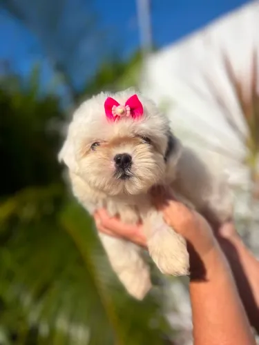 Femeas SHIH TZU DISPONÍVEIS