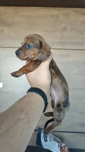 Dachshund