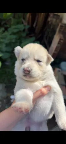 FILHOTES DE HUSKY SIBERIANO A VENDA 