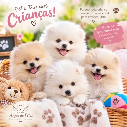 Spitz alemão anão