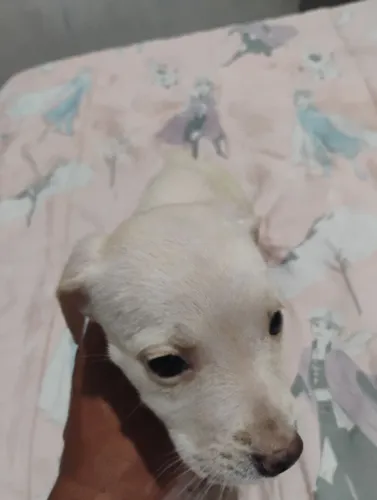 Pet