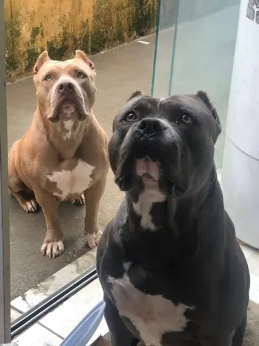 Filhotes de Pit Monster com American Bully