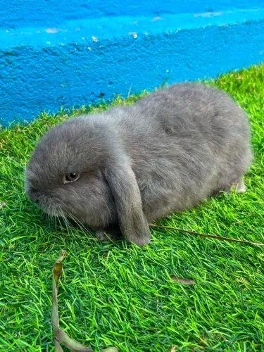 Coelho mini lop uruguaio a venda.