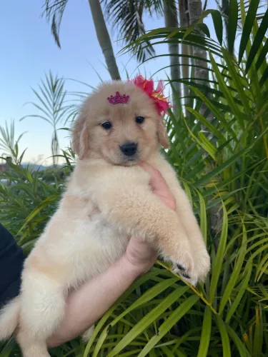 Filhotes de Golden Retriever Pedigree CBKC