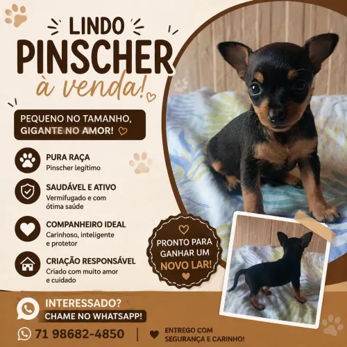 Filhote de Pinscher