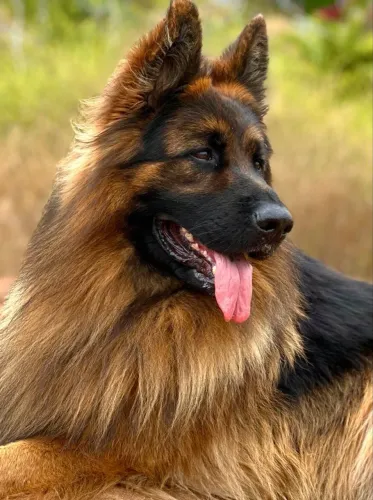 Filhote de pelo longo pastor capa preta quer um pedigree 