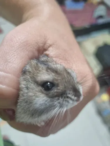Doação hamster
