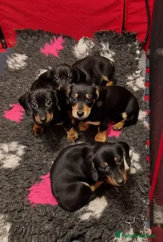Filhotes Macho e Fêmea Dóceis Teckel/Dachshund/Salsicha/Salsichinha/Basset/Cofap SP