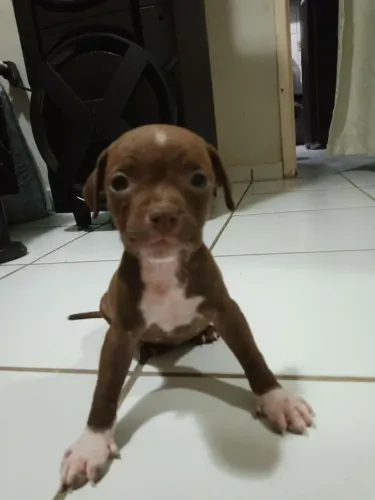 Lindos filhotes de Pitbull disponível para venda