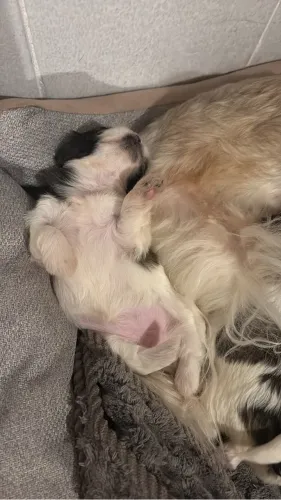 Lhasa apso