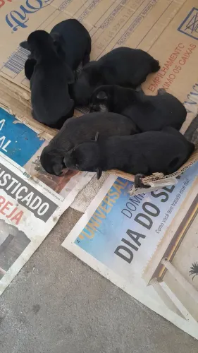 Cachorro pinscher