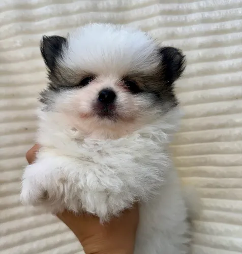 Filhotes de Lulu da Pomerânia/Spitz Alemão - Macho Parti Color