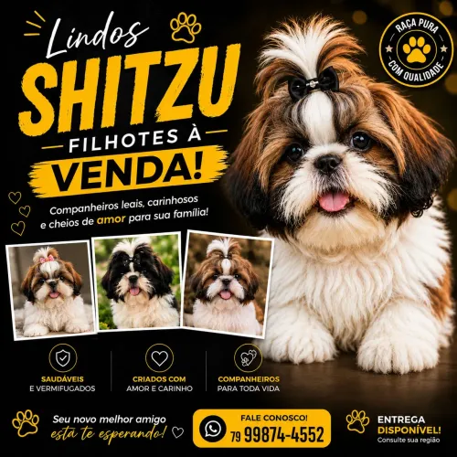 Shitzu 800,00