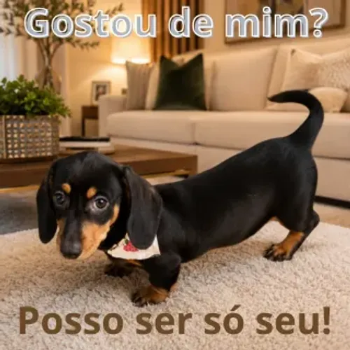 Filhote de Basset Dachshund Macho Pretinho