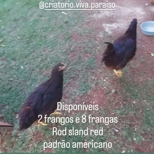 Franguinhos raça Rod Sland Red padrão americano