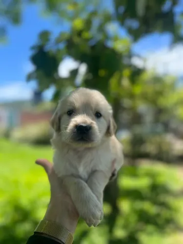 GOLDEN RETRIEVER MAGNÍFICO