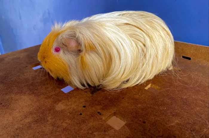 Porquinho da india Sheltie Gold dourada femea