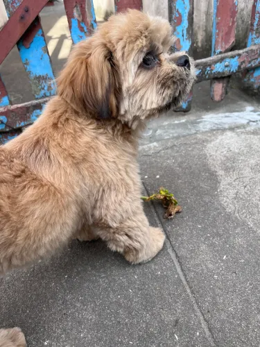 Filhote macho Shitzu 