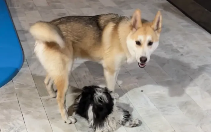 Doação Husky