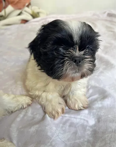 Filhotes de shih tzu doação