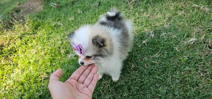 Spitz alemão fêmea anã 