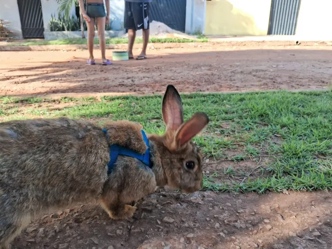 Coelha fêmea adulta