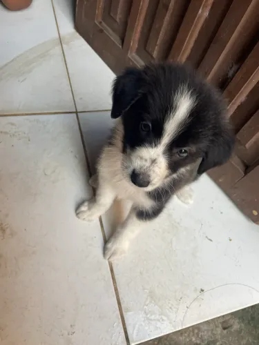 Filhote de Border Collie