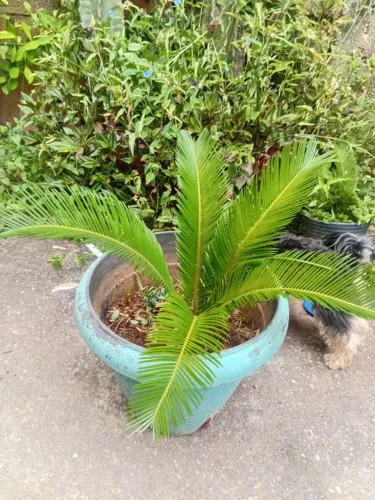 cica revoluta