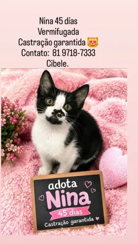 Linda Gatinha filhote para adoção ?