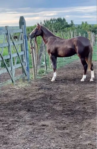 Vende se cavalo quarto milha. Troco em moto