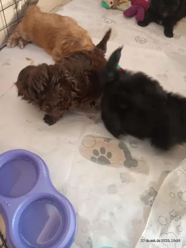 Lindos filhotes de Shih tzu