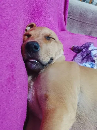 Cachorro para doação 