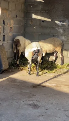 Ovelhas pra vender