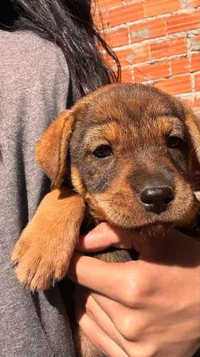 Filhote de cachorro 