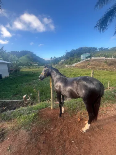Cavalo registrado