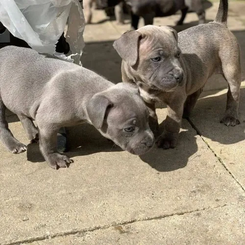 Pitbull - Esse Cachorro Tem Um Jeito Único De Demonstrar Carinho
