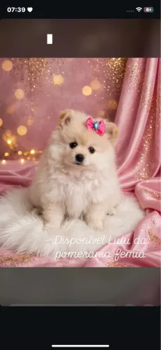 Lulu da pomerania