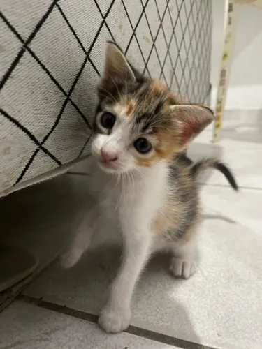 GATINHOS PARA ADOÇÃO 