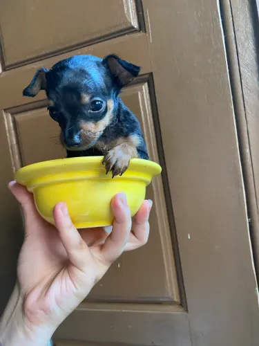 Pinscher 00