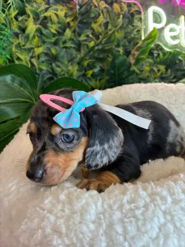 Dachshund lindos !!? Venha conferir