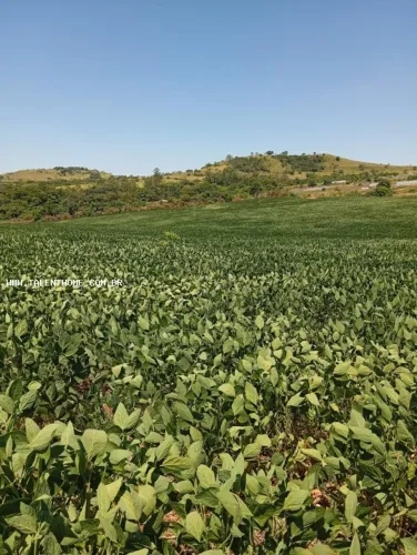 Área Rural para Venda em Uraí, RURAL