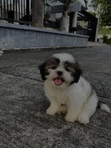 Filhote shih tzu, Fofura e amor em forma de filhotinho!